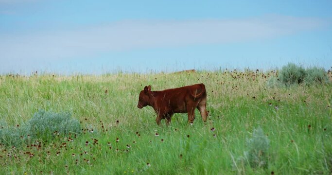 Baby Calf Wanding Around In An Open Grassy Field On A Ranch With Open Blue Sky in Butte North Dakota