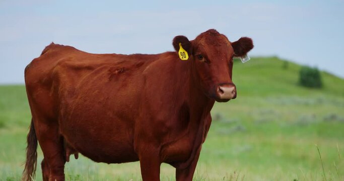 Closeup Of Red Angus, Beef Cattle With Ear Tags Standing In The Pastureland In North Dakota.