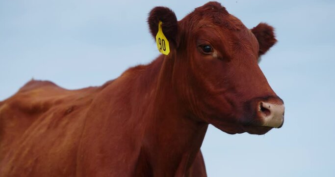 Close Up Of A Beefmaster Cow's Face With Ear Tag Camera Tilting Up in Tall Grassy Field.