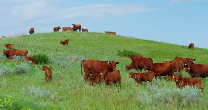 Herd Of Red Angus Cow And Calves Standing And Grazing On The Grassy Hill At Daytime In Summer. - wide panning
