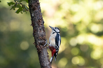 great spotted woodpecker on a tree