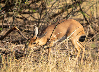 Steenbok a small African antelope species graze in the wild