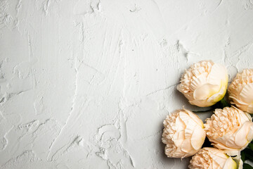 Fototapeta na wymiar A pink roses over the white grey wall background. 