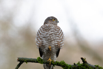 Sparrow hawk