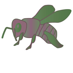 Honey bee illustration