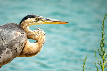 Close up of a great blue heron