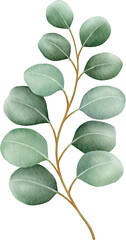 Watercolor eucalyptus leaves and branch