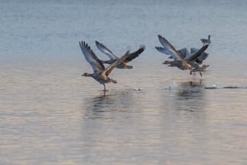 A group of greylag geese starting to fly close to the water surface of a lake in the late evening sun