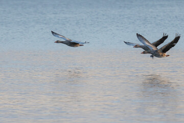 A group of greylag geese flying close to the water surface of a lake in the late evening sun