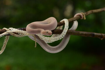 Trimeresurus purpureomaculatus is a venomous pit viper species native to India, Bangladesh, Indonesia and Southeast Asia. Common names include mangrove pit viper, mangrove viper, and shore pit viper.