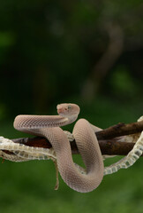 Trimeresurus purpureomaculatus is a venomous pit viper species native to India, Bangladesh, Indonesia and Southeast Asia. Common names include mangrove pit viper, mangrove viper, and shore pit viper.