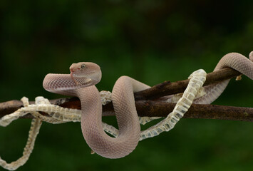 Trimeresurus purpureomaculatus is a venomous pit viper species native to India, Bangladesh, Indonesia and Southeast Asia. Common names include mangrove pit viper, mangrove viper, and shore pit viper.