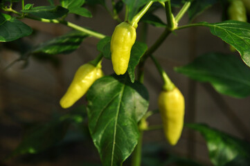The young cayenne pepper is yellowish green and the leaves are green