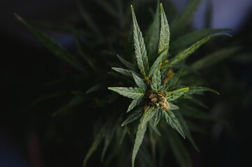 Marijuana leaves, cannabis on a dark background, beautiful background, indoor cultivation