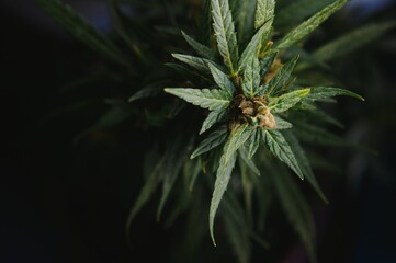 Flower bud of cannabis Satival in the greenhouse, marijuana flower bud background, herbal medicine