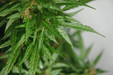 Cannabis plant panorama. Marijuana flowers and leaves.