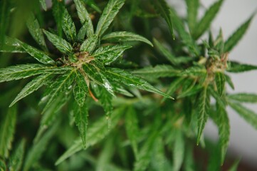 Cannabis plant panorama. Marijuana flowers and leaves.