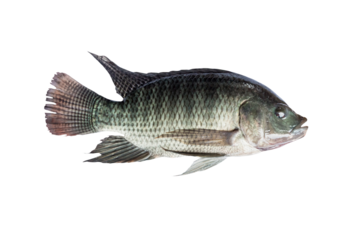 Animal tilapia fish food isolate