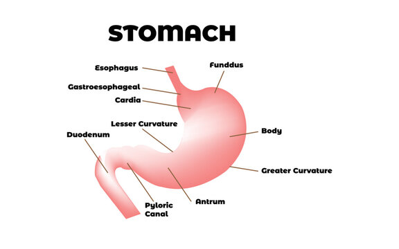 Healthcare and Medical education drawing chart of Human Stomach
