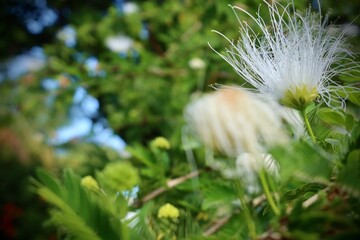 white dandelion flower