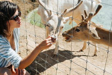 Close-up of a young woman in sunglasses feeding a fallow deer at a zoo farm. Brunette woman giving food to animals outdoors - obrazy, fototapety, plakaty