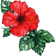 Watercolor red hibiscus karkade tropical exotic flower plant isolated