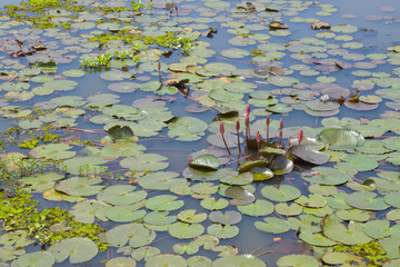 pink lotus and green leaves beauty nature.