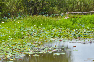 wooden bridge and field white lotus beauty nature