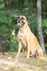 boxer dog portrait in sand nature
