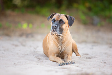 boxer dog portrait in sand nature
