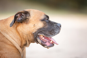 Fototapeta premium boxer dog portrait in sand nature
