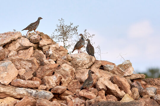 partridges on the rock