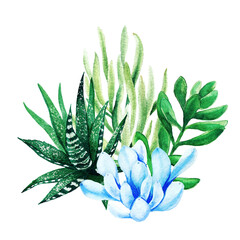 Bright watercolor succulent plants bouquet, arrangement, hand drawn