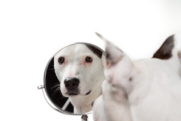 Young pitbull or pit bull terrier dog looking at his reflection in the mirror with stoic expression...