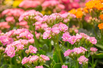 Colorful kalanchoe blossfeldiana,spring outdoor flowers
