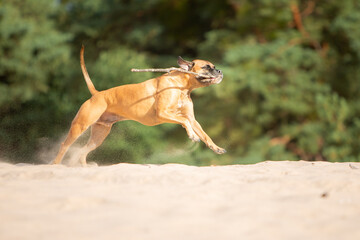 boxer dog running playing in sand nature