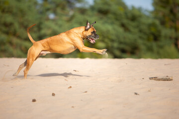 boxer dog running playing in sand nature