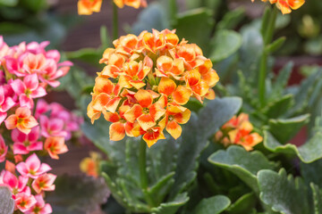 Colorful kalanchoe blossfeldiana,spring outdoor flowers
