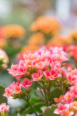 Colorful kalanchoe blossfeldiana,spring outdoor flowers
