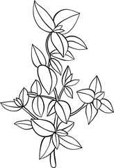 doodle freehand sketch drawing of thyme. 