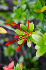 Pesona Khayangan, Depok, Indonesia – August 29, 2022: Ixora coccinea also known as jungle geranium, flame of the woods or jungle flame or pendkuli. With blured background, light bokeh background.