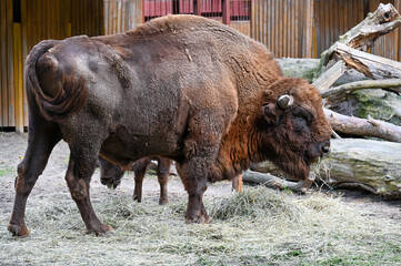 Bison eating grass at the farm 