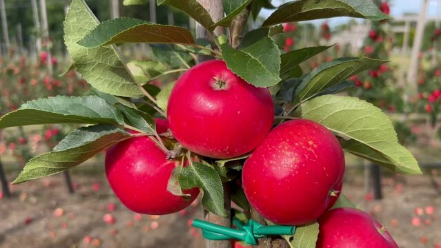 Apple plantation of Discovery apples in Oesterlen fruit district, Kivik, Scania, Sweden, Scandinavia, Europe