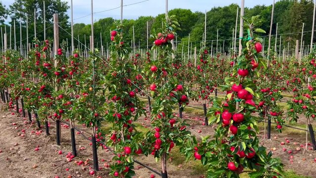Apple plantation of Discovery apples in Oesterlen fruit district, Kivik, Scania, Sweden, Scandinavia, Europe