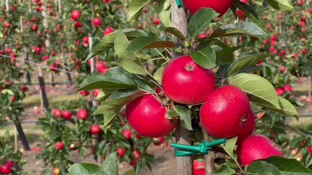 Apple plantation of Discovery apples in Oesterlen fruit district, Kivik, Scania, Sweden, Scandinavia, Europe
