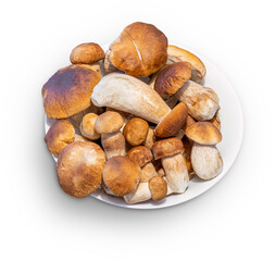 Cep mushrooms in white bowl on white background
