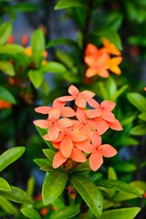 Pesona Khayangan, Depok, Indonesia &ndash; August 29, 2022: Ixora coccinea also known as jungle geranium, flame of the woods or jungle flame or pendkuli. With blured background, light bokeh background.