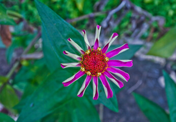 Close up of an Purple osteospermum, or African daisy, 
Single pinkish purple osteosperman flower with darker stripes down each petal, also known as Atrican Daisy and Star of Veldt.
