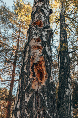 Holes in the trunk of a birch tree. The woodpecker was looking for food. Insect prey. Birch with holes from a woodpecker.