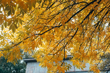 Golden autumn. Yellowed leaves on a tree. Beautiful foliage.
